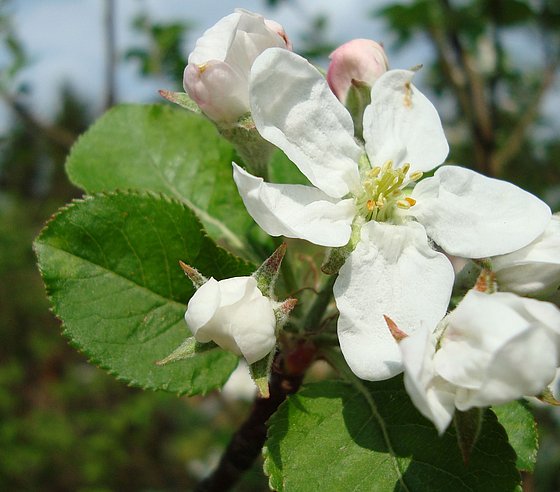 Apfelblüte am Baum